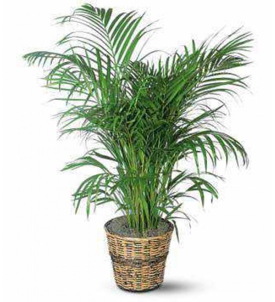 ARECA